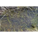 AK STILL WATER - FOLYÉKONY VÍZ