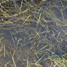 AK Interactive - STILL WATER - 250ml (Acrylic) vízeffekt anyag