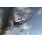Brengun SBD-3 Dauntless CORAL SEA katonai repülő makett