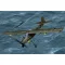 Hobby Boss Fiesleler Fi-156 U Storch makett
