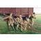 ICM Britische Infanterie 1917/18 1:35 figura készlet