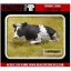 Reality In Scale Lying Cow