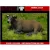 Reality In Scale Lying Bull