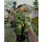 Royal Model Waffen SS tanker sitting on turret-WWII figura készlet