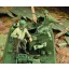 Royal Model M3A3 Stuart Crew-WWII figura készlet
