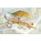 Roden Albatros D.III Oeffag s.253 makett