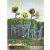 RT-Diorama Sunflowers
