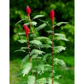 Model Scene Sumac