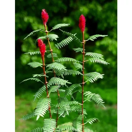 Model Scene Sumac