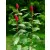 Model Scene Sumac